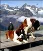 Schweiz - Bernhardiner auf dem Gornergrat